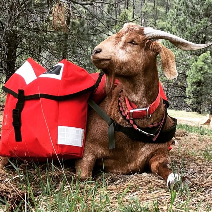 Buy British Royal Messenger Bag Pannier Unissued Red White for USD 24.99 Swisslink
